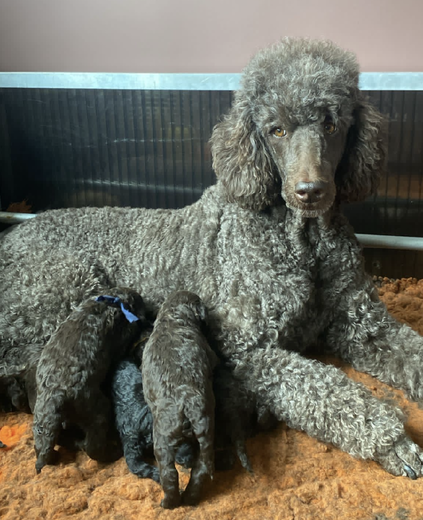 ‘Poedels zijn echte mensen-honden’